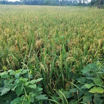 Rice trees in the fields Stock Photos