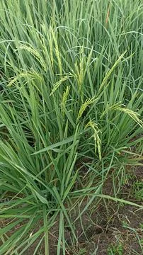 Rice trees in the fields with rice grains that have started to turn yellow Stock Photos
