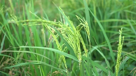 Rice trees Vídeo Stock 221879155