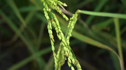 Rice trees Stock Footage 221879497