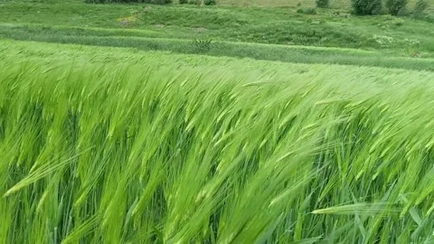 Rice valley Stock Footage 344450394