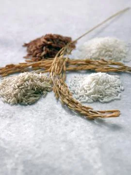 Rice varieties Stock-Fotos