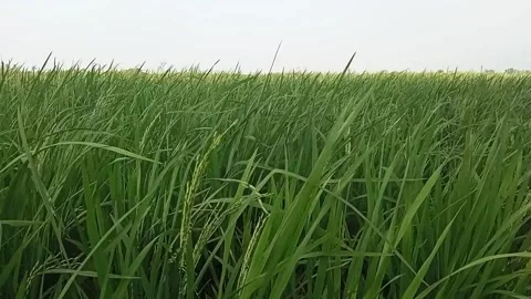 Rice waving in the breeze Stock Footage 157012807