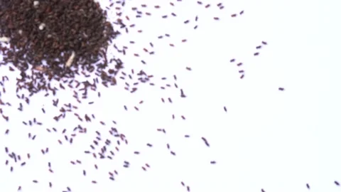 Rice weevil crowd come to focus, moving away from a heap on white background. Stock Footage 137005711