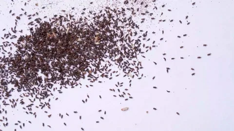 Rice weevil crowd moving away from a group on white background. Stock Footage 137005732