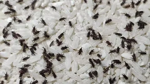 Rice Weevil Stock Footage 280152392