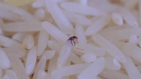 Rice weevil hatching Stock Footage 137431978