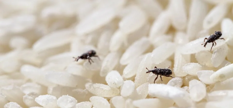 Rice weevil Stock Photos