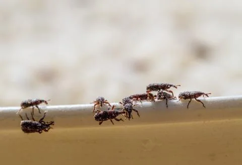 Rice weevil Stock Photos