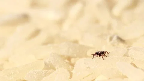 Rice weevil Stock Photos