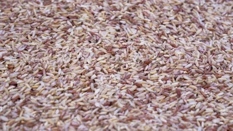Rice weevil on red/brown rice Stock Footage 144179738