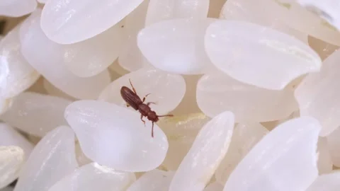 Rice weevils crawl and feed on white rice. Stock Footage 248230981