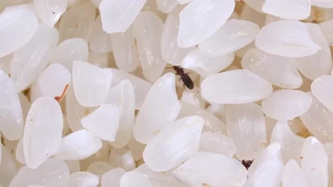 Rice weevils crawl and feed on white rice. Stock Footage 248235356