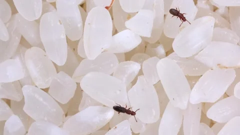 Rice weevils crawl and feed on white rice. Stock Footage 248240386