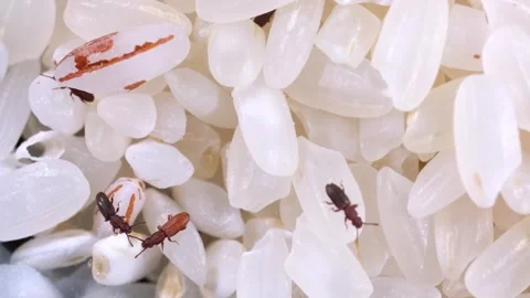 Rice weevils crawl and feed on white rice. Stock-Footage 248240559
