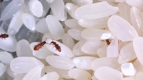 Rice weevils crawl and feed on white rice. Stock Footage 249722926