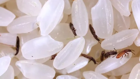 Rice weevils crawl and feed on white rice. Stock-Footage 251551401
