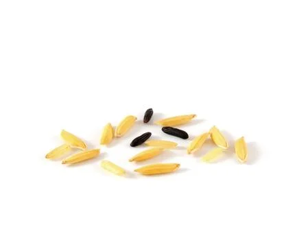 Rice on white background Stock Photos