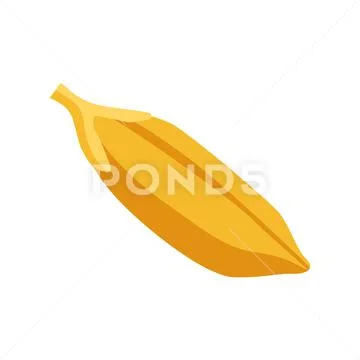 Rice whole paddy grain vector illustration isolated on white background ...