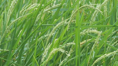 Rice02 Video stock 106133691