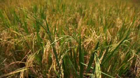 Rice1 스톡 동영상 26018667