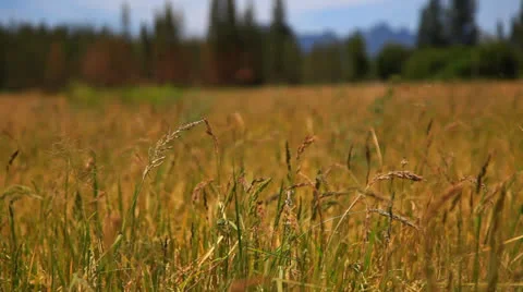 Rice3 스톡 동영상 26016926