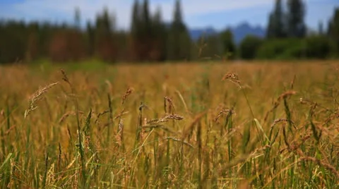 Rice4 스톡 동영상 26020678