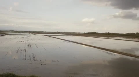 RICE_FIELD Video stock 11133577
