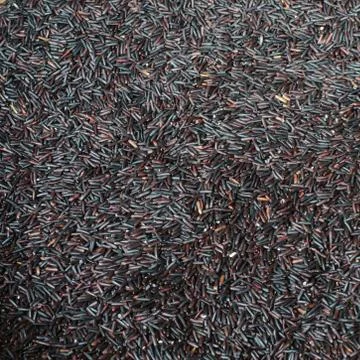 Riceberry background Stock Photos
