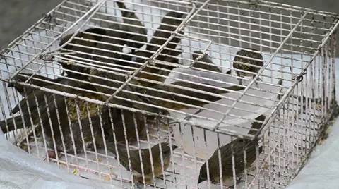 Ricebird Group In Cage For Sell Stock Footage 51707685