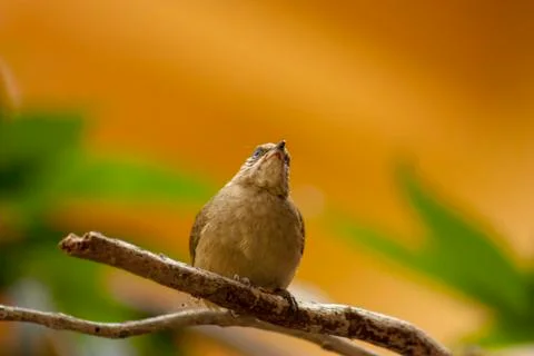 Ricebird Stock Photos