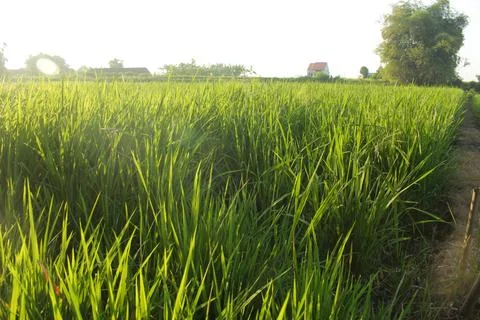 Ricefield 1 Stock Photos