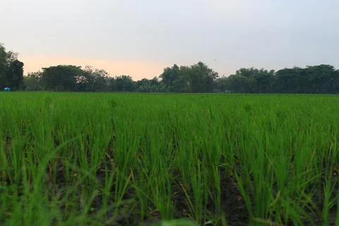Ricefield 1 Stock Photos