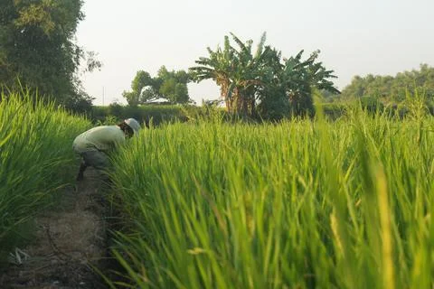 Ricefield 2 Stock Photos