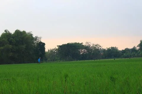 Ricefield 2 Foto stock