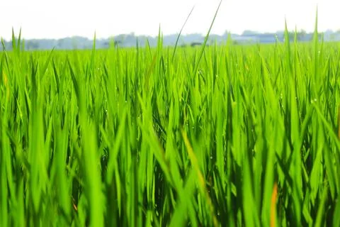 Ricefield 3 Stock Photos