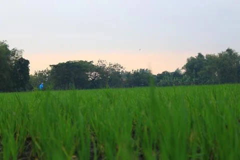 Ricefield 3 Stock Photos