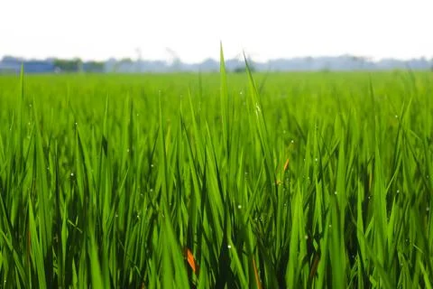 Ricefield 4 Stock Photos