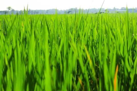 Ricefield 5 Stock Photos