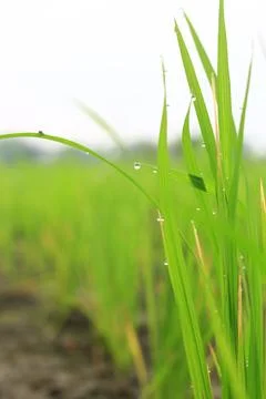 Ricefield 5 Stock Photos