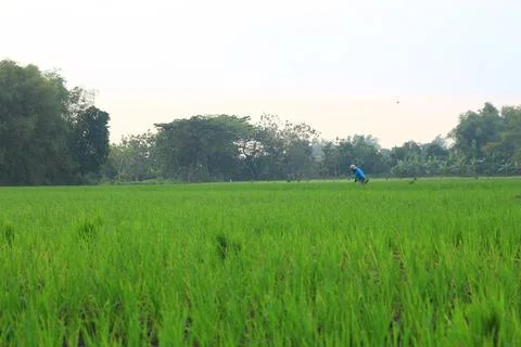 Ricefield 6 Stock-Fotos