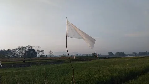 Ricefield and Plastic Flag Landscape View Stock Footage 341456357