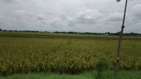 Ricefield Area Stock Footage 170645840