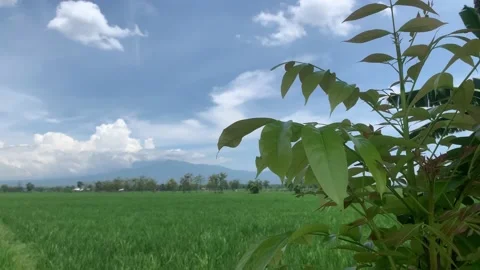 Ricefield with background beautiful mountain Stock Footage 231203920