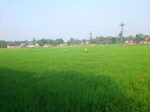 Ricefield in east java kediri Stock Photos