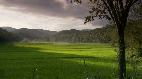 Ricefield embraced by hillside during magic hour with smoke Video stock 555572