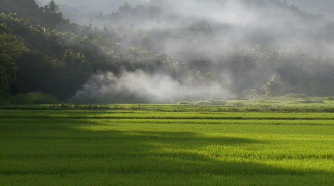 Ricefield embraced by hillside during magic hour with smoke Video stock 555578