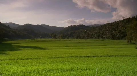 Ricefield embraced by hillside during magic hour with smoke Video stock 555630