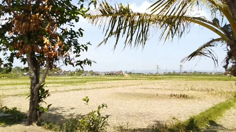 Ricefield Video stock 169219091