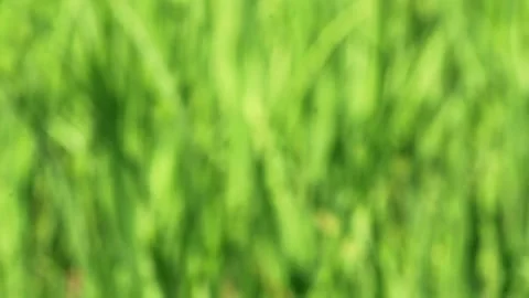 Ricefield Stock Footage 196677291